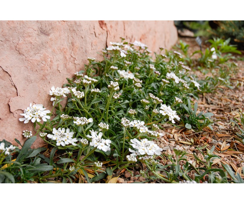 Dwarf Candytuft